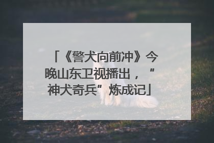 《警犬向前冲》今晚山东卫视播出，“神犬奇兵”炼成记