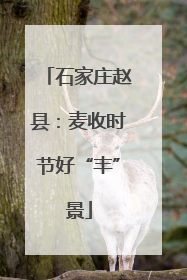 石家庄赵县：麦收时节好“丰”景