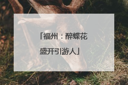 福州：醉蝶花盛开引游人