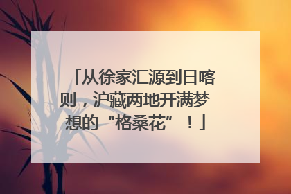 从徐家汇源到日喀则，沪藏两地开满梦想的“格桑花”！