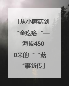 从小蘑菇到“金疙瘩“——海拔4500米的““菇“事新传