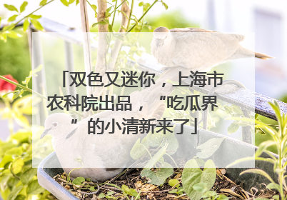 双色又迷你，上海市农科院出品，“吃瓜界”的小清新来了