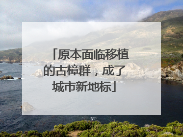 原本面临移植的古樟群，成了城市新地标