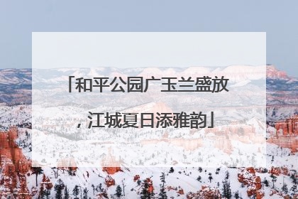 和平公园广玉兰盛放，江城夏日添雅韵