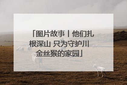 图片故事丨他们扎根深山 只为守护川金丝猴的家园