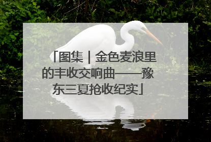图集｜金色麦浪里的丰收交响曲——豫东三夏抢收纪实