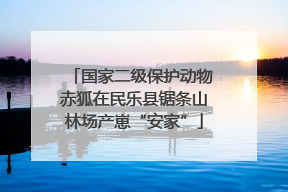 国家二级保护动物赤狐在民乐县锯条山林场产崽“安家”