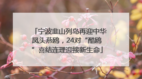 宁波韭山列岛再迎中华凤头燕鸥，24对“酷鸥”喜结连理迎接新生命