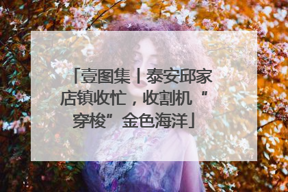 壹图集丨泰安邱家店镇收忙，收割机“穿梭”金色海洋