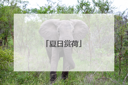夏日赏荷