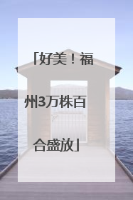 好美！福州3万株百合盛放