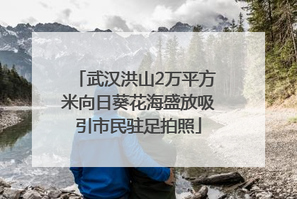 武汉洪山2万平方米向日葵花海盛放吸引市民驻足拍照