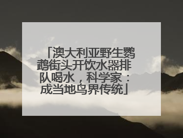 澳大利亚野生鹦鹉街头开饮水器排队喝水，科学家：成当地鸟界传统