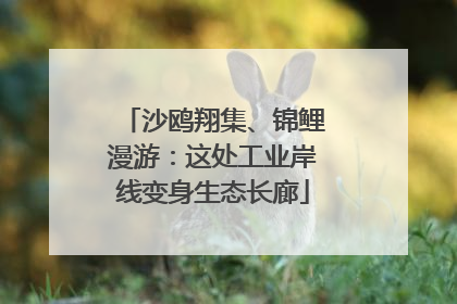 沙鸥翔集、锦鲤漫游：这处工业岸线变身生态长廊