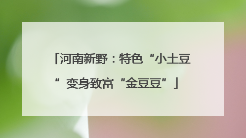 河南新野：特色“小土豆”变身致富“金豆豆”