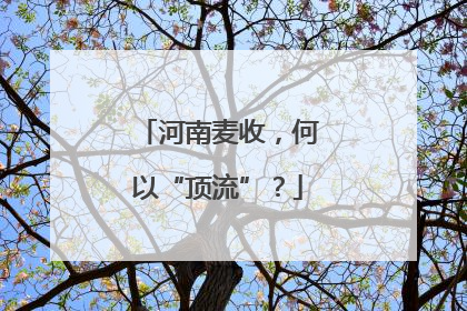 河南麦收，何以“顶流”？