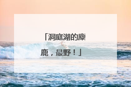 洞庭湖的麋鹿，最野！