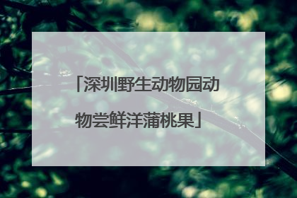 深圳野生动物园动物尝鲜洋蒲桃果