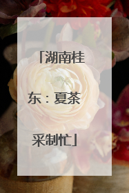 湖南桂东：夏茶采制忙