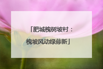 肥城槐树坡村：槐坡风动绿藤新