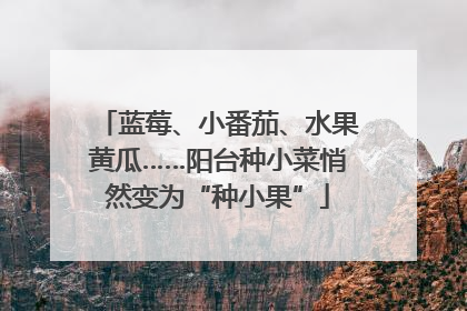 蓝莓、小番茄、水果黄瓜……阳台种小菜悄然变为“种小果”