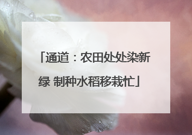 通道：农田处处染新绿 制种水稻移栽忙