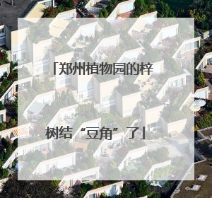 郑州植物园的梓树结“豆角”了