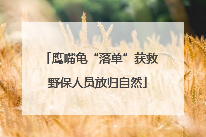 鹰嘴龟“落单”获救 野保人员放归自然