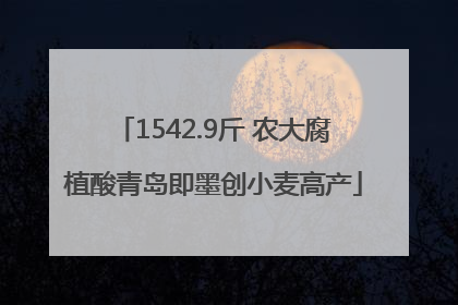 1542.9斤 农大腐植酸青岛即墨创小麦高产