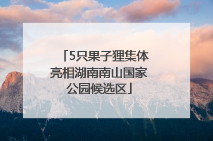 5只果子狸集体亮相湖南南山国家公园候选区